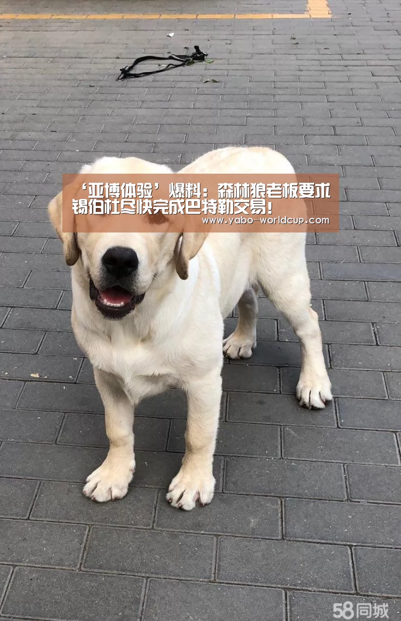 亚博官网